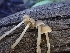  ( - HAY-F-003371)  @11 [ ] by-nc (2023) Sadie Hickey Fungal Diversity Survey