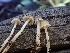  ( - HAY-F-003371)  @11 [ ] by-nc (2023) Sadie Hickey Fungal Diversity Survey