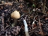  ( - HAY-F-003537)  @11 [ ] by-nc (2023) Sadie Hickey Fungal Diversity Survey