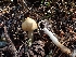  ( - HAY-F-003537)  @11 [ ] by-nc (2023) Sadie Hickey Fungal Diversity Survey