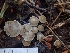  ( - HAY-F-003539)  @11 [ ] by-nc (2023) Sadie Hickey Fungal Diversity Survey