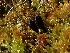  (Geoglossum sp. sphagnophilum-PNW03 - HAY-F-003542)  @11 [ ] by-nc (2023) Sadie Hickey Fungal Diversity Survey