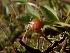  ( - HAY-F-003541)  @11 [ ] by-nc (2023) Sadie Hickey Fungal Diversity Survey