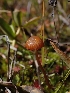  (Galerina sp. vittiformis-CA01 - HAY-F-003541)  @11 [ ] by-nc (2023) Sadie Hickey Fungal Diversity Survey