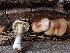 (Pholiota alniphila - HAY-F-003550)  @11 [ ] by-nc (2023) Sadie Hickey Fungal Diversity Survey