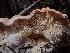  (Hydnum washingtonianum - HAY-F-003548)  @11 [ ] by-nc (2023) Sadie Hickey Fungal Diversity Survey
