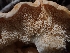  ( - HAY-F-003548)  @11 [ ] by-nc (2023) Sadie Hickey Fungal Diversity Survey