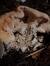  ( - HAY-F-003548)  @11 [ ] by-nc (2023) Sadie Hickey Fungal Diversity Survey