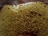  ( - HAY-F-003551)  @11 [ ] by-nc (2023) Sadie Hickey Fungal Diversity Survey