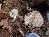  ( - HAY-F-003553)  @11 [ ] by-nc (2023) Sadie Hickey Fungal Diversity Survey