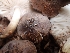  ( - HAY-F-003553)  @11 [ ] by-nc (2023) Sadie Hickey Fungal Diversity Survey