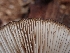  ( - HAY-F-003553)  @11 [ ] by-nc (2023) Sadie Hickey Fungal Diversity Survey