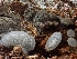  ( - HAY-F-003554)  @11 [ ] by-nc (2023) Sadie Hickey Fungal Diversity Survey