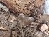  ( - HAY-F-003554)  @11 [ ] by-nc (2023) Sadie Hickey Fungal Diversity Survey