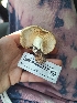  (Lactarius sp. alnicola-CA01 - HAY-F-003558)  @11 [ ] by-nc (2023) Sadie Hickey Fungal Diversity Survey