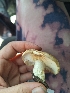  ( - HAY-F-003558)  @11 [ ] by-nc (2023) Sadie Hickey Fungal Diversity Survey