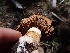  (Phlegmacium melleum - HAY-F-003390)  @11 [ ] by-nc (2023) Sadie Hickey Fungal Diversity Survey