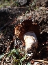  ( - HAY-F-003390)  @11 [ ] by-nc (2023) Sadie Hickey Fungal Diversity Survey