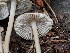  ( - HAY-F-003795)  @11 [ ] by-nc (2023) Grace Stark Fungal Diversity Survey