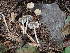  ( - HAY-F-003795)  @11 [ ] by-nc (2023) Grace Stark Fungal Diversity Survey