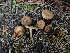  ( - HAY-F-003963)  @11 [ ] by-nc (2023) Grace Stark Fungal Diversity Survey