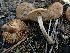  (Inocybe - HAY-F-003963)  @11 [ ] by-nc (2023) Grace Stark Fungal Diversity Survey