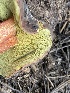  ( - HAY-F-003957)  @11 [ ] by-nc (2023) Grace Stark Fungal Diversity Survey