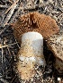  (Cortinarius fructuodorus - HAY-F-003958)  @11 [ ] by-nc (2023) Grace Stark Fungal Diversity Survey