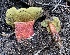  ( - HAY-F-003957)  @11 [ ] by-nc (2023) Grace Stark Fungal Diversity Survey