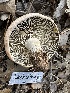  ( - HAY-F-001736)  @11 [ ] by-nc (2023) Bat Vardeh Fungal Diversity Survey