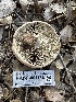  ( - HAY-F-001736)  @11 [ ] by-nc (2023) Bat Vardeh Fungal Diversity Survey