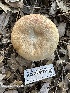  ( - HAY-F-001736)  @11 [ ] by-nc (2023) Bat Vardeh Fungal Diversity Survey