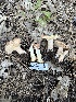  ( - HAY-F-001727)  @11 [ ] by-nc (2023) Bat Vardeh Fungal Diversity Survey