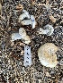 (Lactarius sp. chelidonium-CA01 - HAY-F-001724)  @11 [ ] by-nc (2023) Bat Vardeh Fungal Diversity Survey