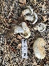  ( - HAY-F-001724)  @11 [ ] by-nc (2023) Bat Vardeh Fungal Diversity Survey