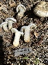  ( - HAY-F-001724)  @11 [ ] by-nc (2023) Bat Vardeh Fungal Diversity Survey