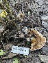  ( - HAY-F-004246)  @11 [ ] by-nc (2023) Jaren Hockert Fungal Diversity Survey