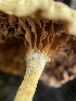  ( - HAY-F-004244)  @11 [ ] by-nc (2023) Jaren Hockert Fungal Diversity Survey