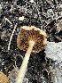 ( - HAY-F-004244)  @11 [ ] by-nc (2023) Jaren Hockert Fungal Diversity Survey