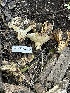  (Russulales - HAY-F-004314)  @11 [ ] by-nc (2023) Jaren Hockert Fungal Diversity Survey