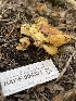  ( - HAY-F-004331)  @11 [ ] by-nc (2023) Jaren Hockert Fungal Diversity Survey