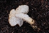  (Rhodocollybia sp. olivaceogrisea-PNW06 - HAY-F-004901)  @11 [ ] by-nc (2023) Warren Cardimona Fungal Diversity Survey