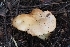  ( - HAY-F-004901)  @11 [ ] by-nc (2023) Warren Cardimona Fungal Diversity Survey