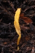  (Clavulinopsis sp. CA06 - HAY-F-005267)  @11 [ ] by-nc (2023) Warren Cardimona Fungal Diversity Survey