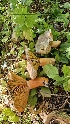  ( - HAY-F-002232)  @11 [ ] by-nc (2023) Thea Chesney Fungal Diversity Survey
