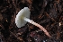  ( - HAY-F-005269)  @11 [ ] by-nc (2023) Warren Cardimona Fungal Diversity Survey