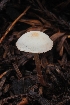  ( - HAY-F-005269)  @11 [ ] by-nc (2023) Warren Cardimona Fungal Diversity Survey