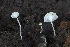  ( - HAY-F-005266)  @11 [ ] by-nc (2023) Warren Cardimona Fungal Diversity Survey
