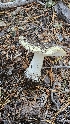  (Amanita sp. pacificogemmata - HAY-F-002234)  @11 [ ] by-nc (2023) Thea Chesney Fungal Diversity Survey