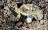  ( - HAY-F-002236)  @11 [ ] by-nc (2023) Thea Chesney Fungal Diversity Survey